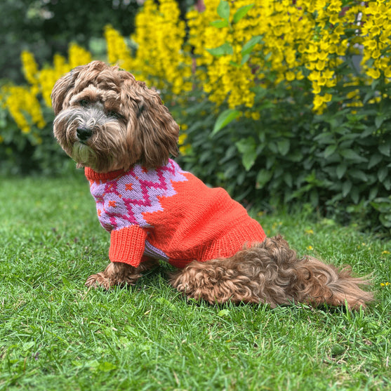 Bichon Havanais - Dog Sweater
2
