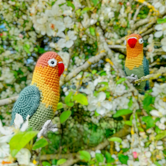 Fischer’s Lovebird
5