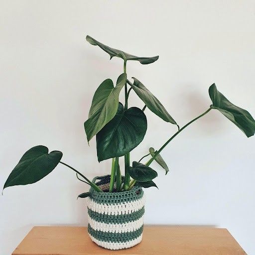 June - Plant Basket
3