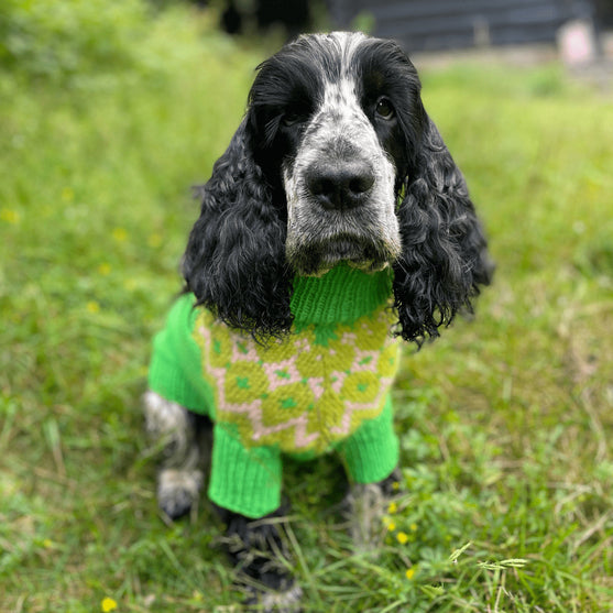 

Cocker Spaniel - Dog Sweater
1