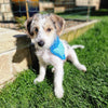 

Alfie - Bandana & Matching Poop Bag Holder
3