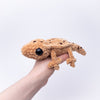 

Gavin the Gecko
4
