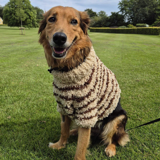 

Stevie - Dog Sweater
3