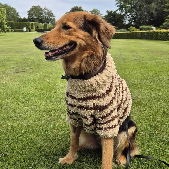 

Stevie - Dog Sweater
4