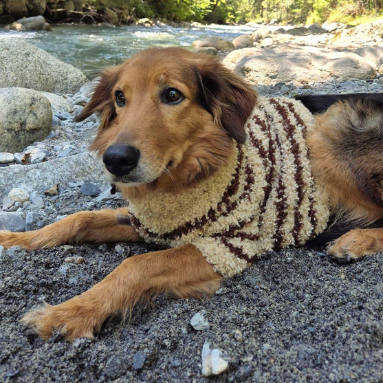 

Stevie - Dog Sweater
1