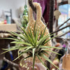 

Spring in Bloom - Air Plant Cozy
1